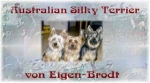Australian Silky Terrier von Eigen-Brodt