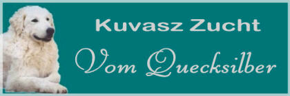Kuvasz -Zucht 