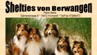 Shelties von Berwangen