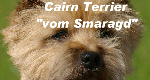 Cairn Terrier 