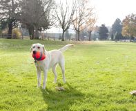 Chuckit Fumble Fetch