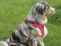 Komfortgeschirr Mailo