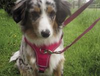 Komfortgeschirr Mailo